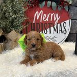Goldendoodle Dogs For Sale